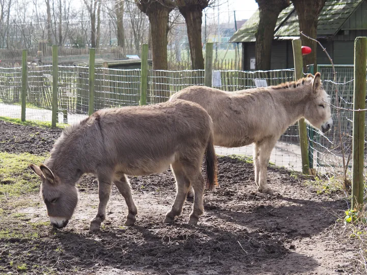 Lens Polder Petting zoo in Newport (Belgium)